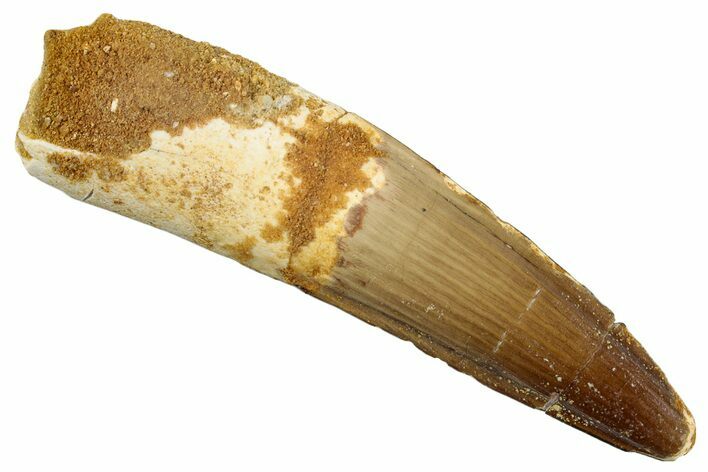 Real Fossil Spinosaurus Tooth - Nice Enamel Preservation #276305